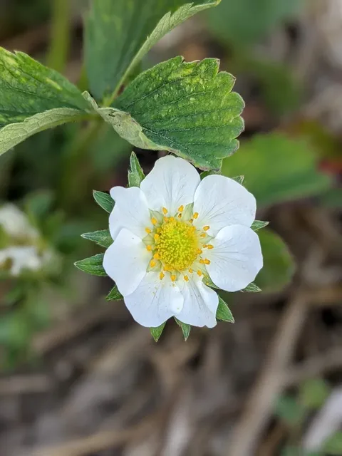 Blog gesunde Ernährung Erdbeerkörbchen Ein Bild von frischen Erdbeeren vom Wochenmarkt in einem großen Körbchen. Blog gesunde Ernährung.