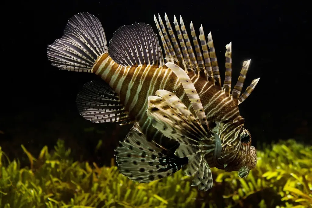 Frischer Fisch kann gesund sein
