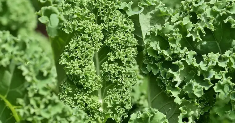 Grünkohl Süßkartoffel Salat